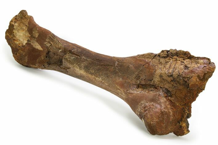 Fossil Hadrosaur (Edmontosaurus) Tibia Bone - Wyoming #304608